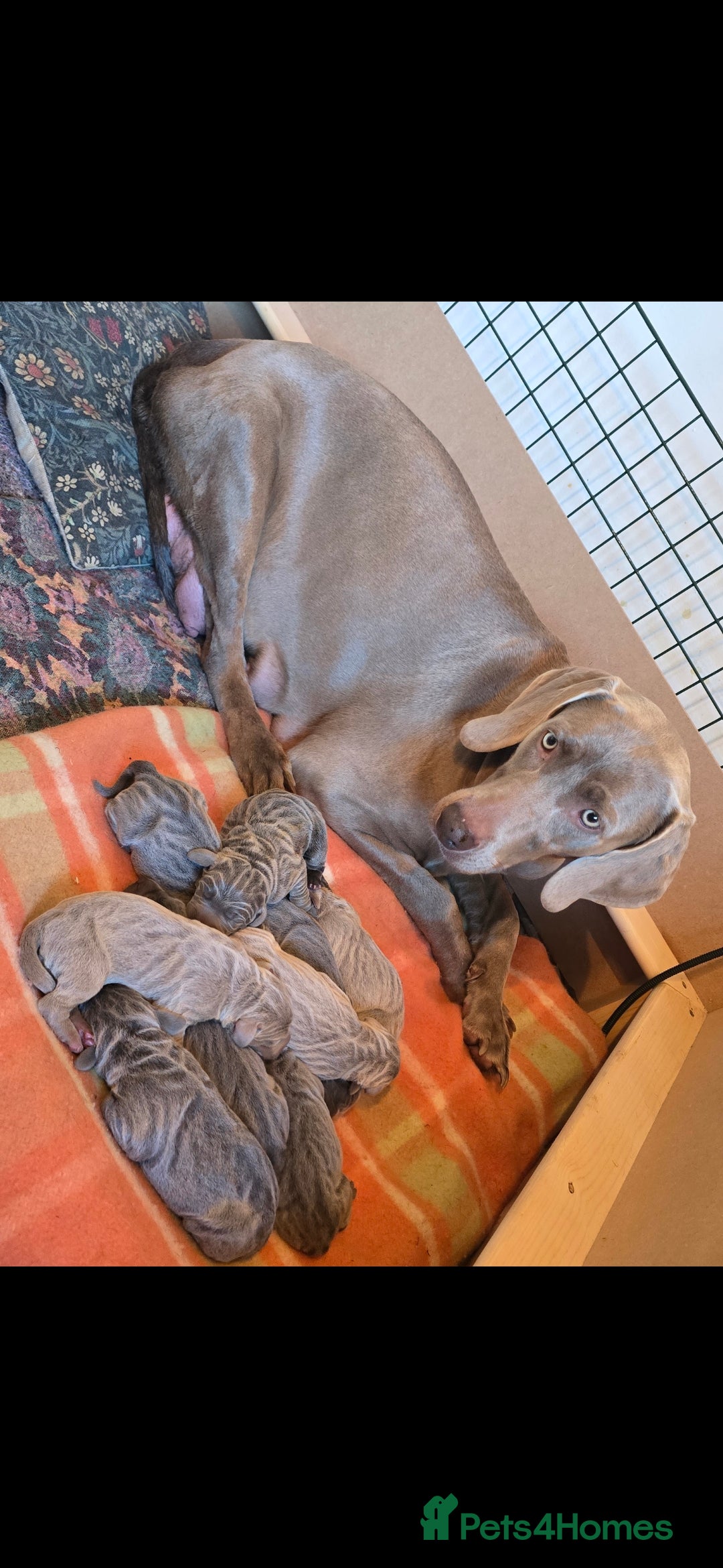 Weimaraner dogs for sale: BEAUTIFUL KC WEIM PUPS 2ND/FINAL LITTER  - Image 2