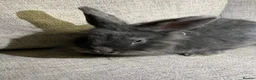 Lionhead rabbits for sale: Lion head  - Advert 5