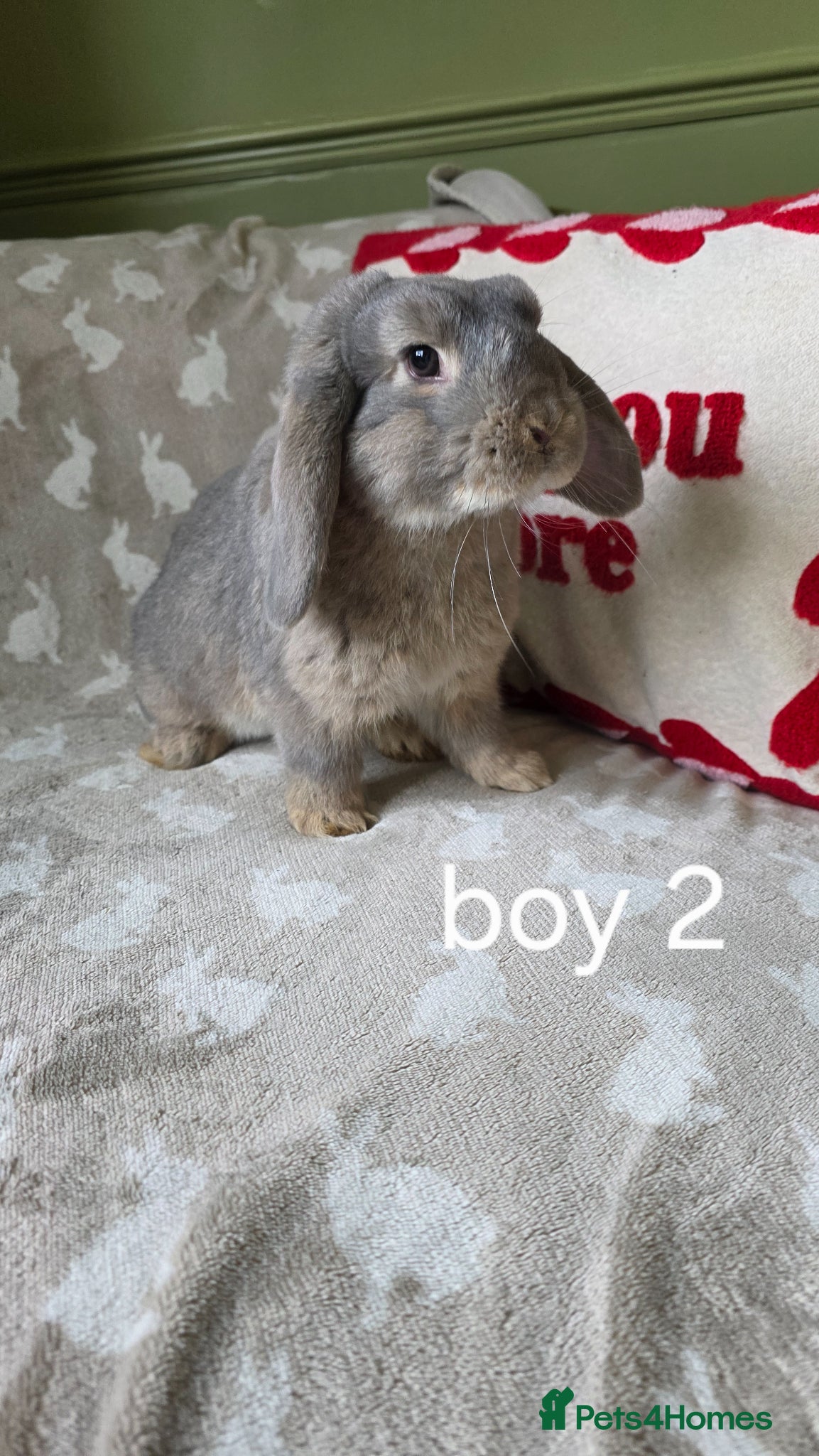Mini Lop rabbits Mini lops for sale READY NOW - Advert 18