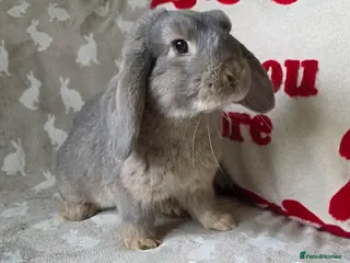 Mini Lop rabbits Mini lops for sale READY NOW - Advert 18