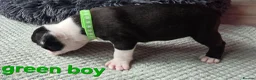 Boston Terrier dogs for sale: ⭐️KC registered beautiful Boston terrier puppies - Advert 34