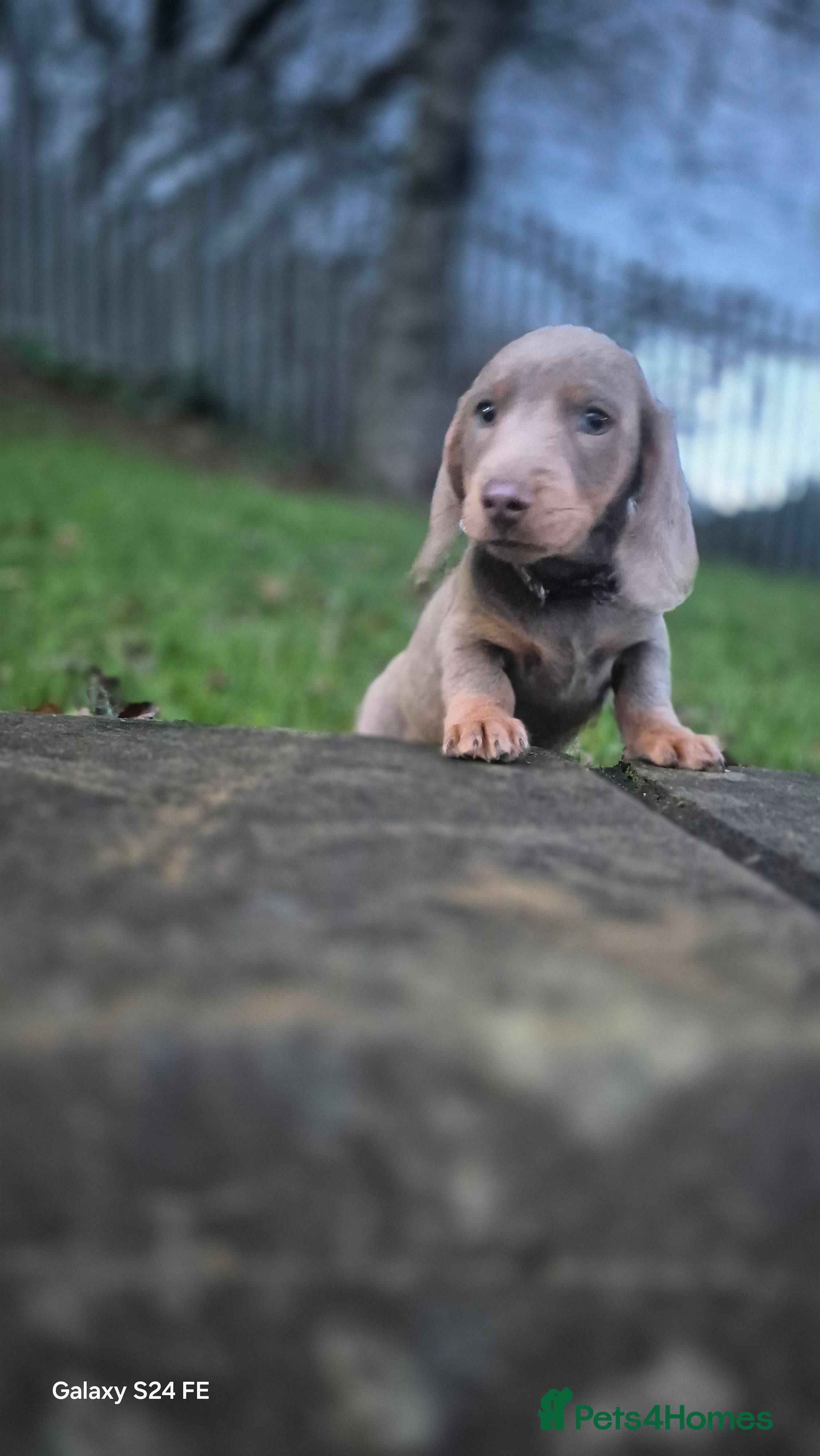 Dachshund dogs miniature dachshund READY  - Advert 3