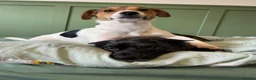 Jack Russell dogs for sale: Todd a Very energetic 1 year old Jack Russell  - Advert 6
