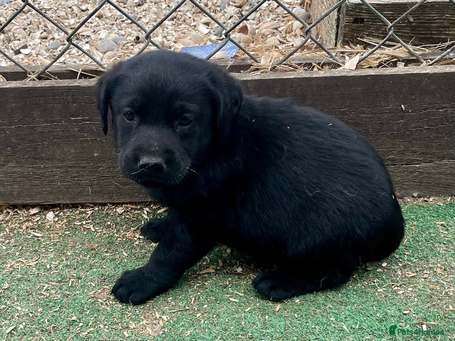 Labrador Retriever dogs Pedigree Labrador Puppies ready 10th September  - Advert 12