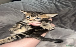 Mixed Breed cats for sale: Kittens  - Image 5