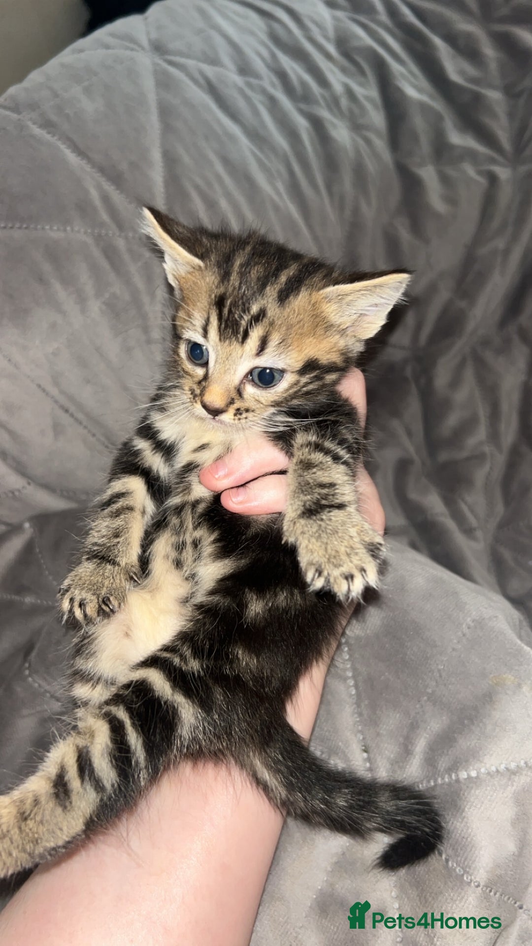 Mixed Breed cats for sale: Kittens  - Image 5