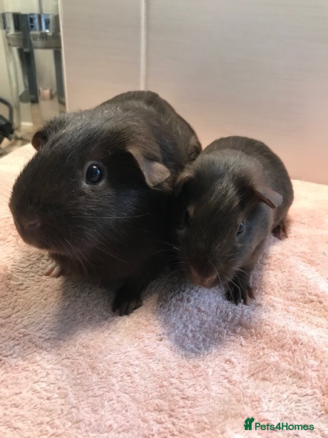 Guinea Pig rodents for sale: Beautiful Pigs - Boars, Sows, Pairs and Single - Advert 11