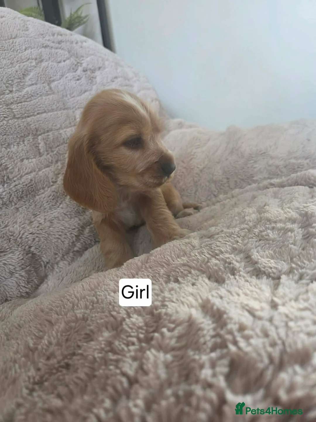 Cocker Spaniel dogs for sale: Show cocker spaniels  - Advert 10
