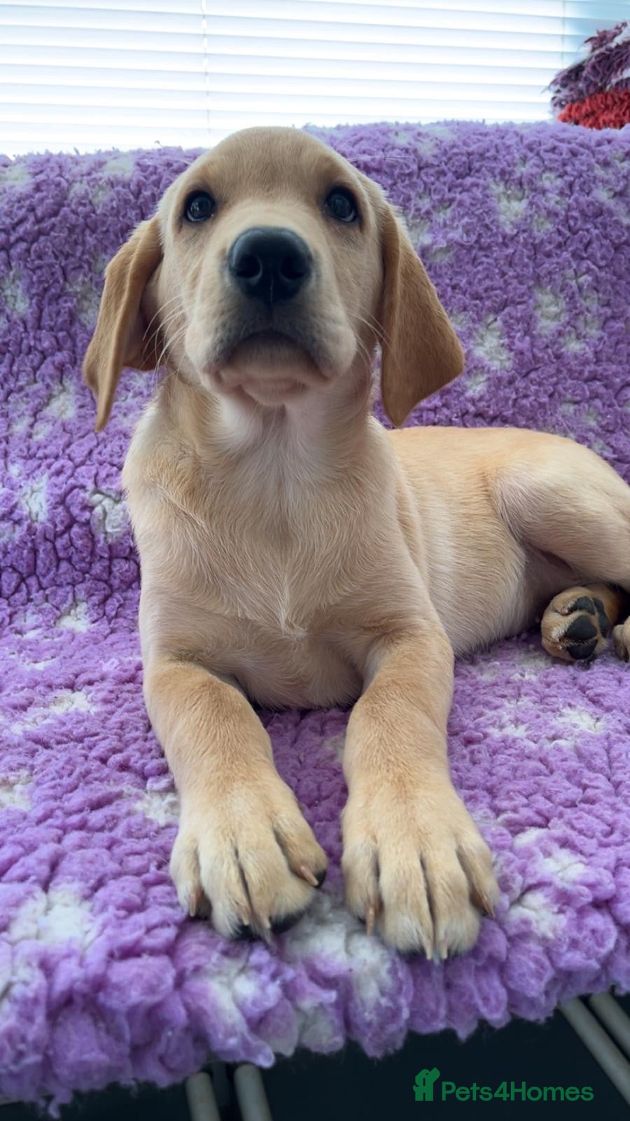 Labrador Retriever dogs KC Reg Labradors from Fully Health tested parents - Advert 1