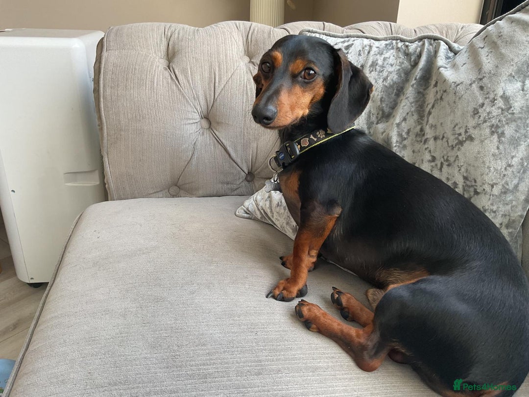 Miniature Dachshund dogs for adoption: 💙🐶 BUDDY – 4 yo Miniature Dachshund🐶💙 - Image 3