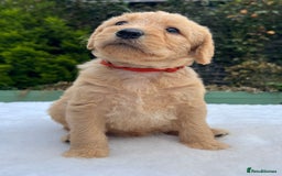 Labradoodle dogs for sale: F1 labradoodle  - Image 2