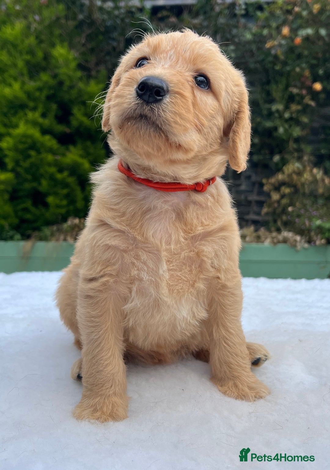 Labradoodle dogs for sale: F1 labradoodle  - Image 2