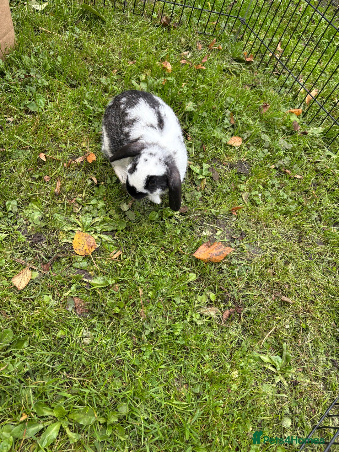 Rex rabbits for sale: Beautiful dwarf lop and mini rex babies  - Image 4