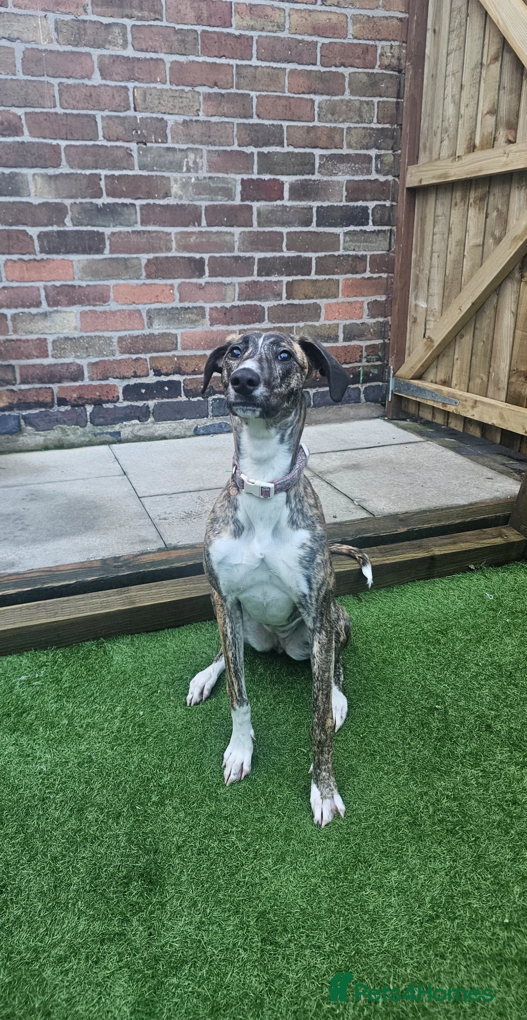 Mixed Breed dogs for sale: Lurcher cross  - Advert 1