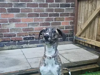 Mixed Breed dogs Lurcher cross - Advert 2