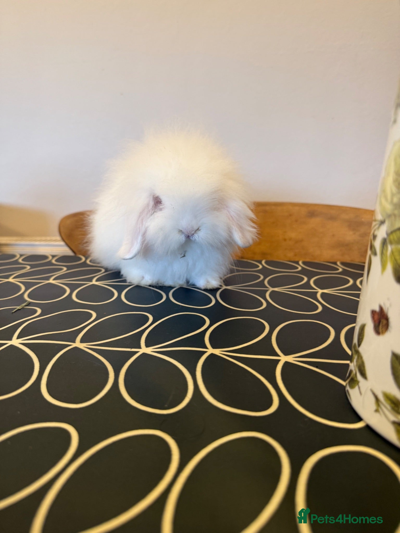 Mini Lion Lop rabbits Mini lionlop does - Advert 2