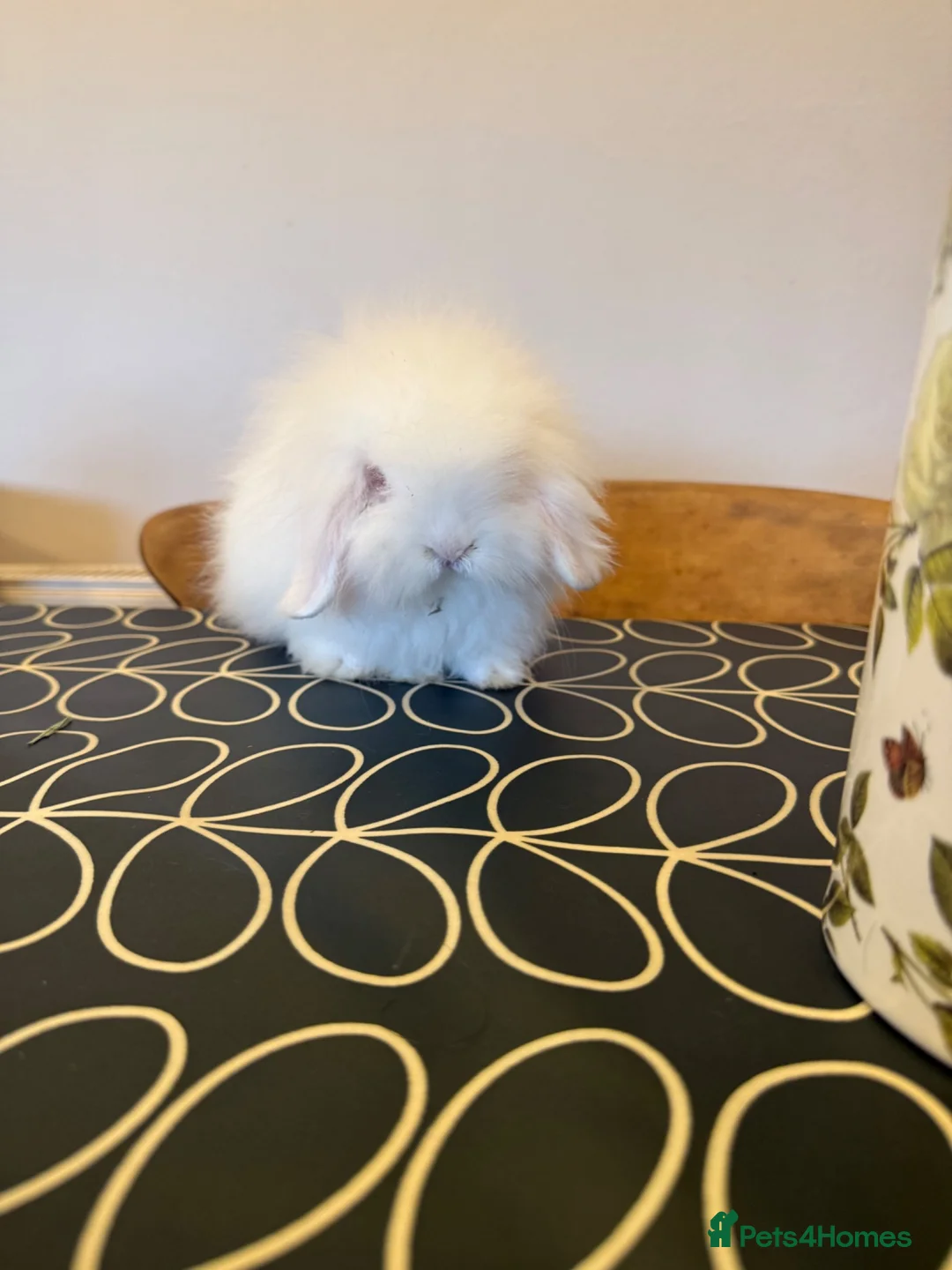 Mini Lion Lop rabbits for sale: Mini lionlop does - Advert 2