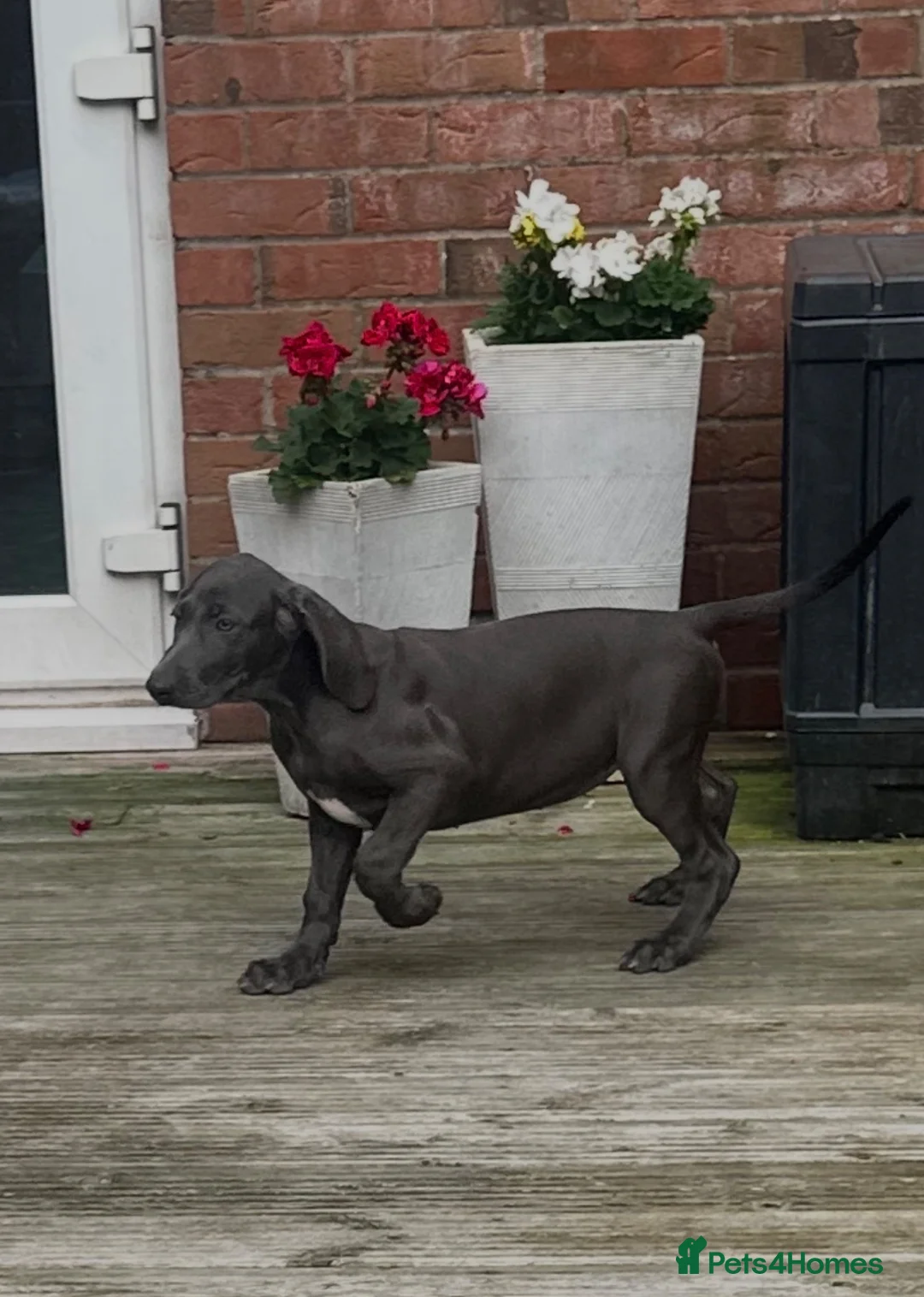 Weimaraner dogs for sale: Only 1 blue girl available  - Advert 2