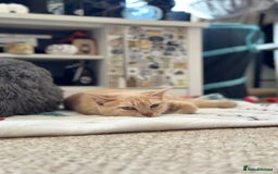 Mixed Breed cats for sale: Bengal, tabby, mixed breed cat for sale  - Image 3