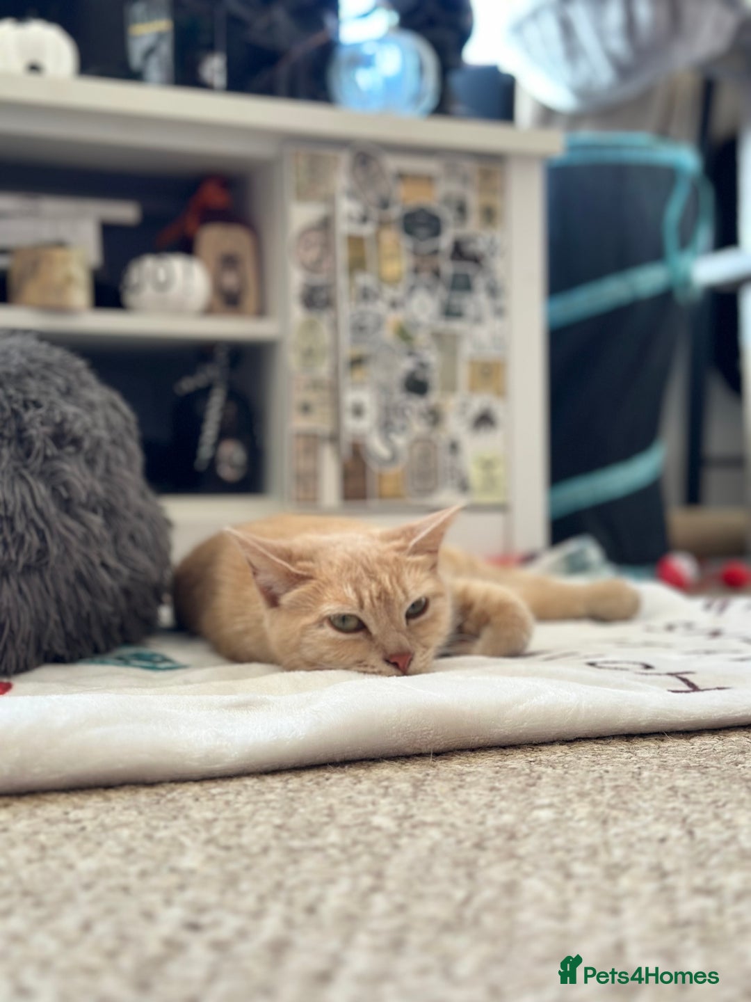 Mixed Breed cats for sale: Bengal, tabby, mixed breed cat for sale  - Image 3