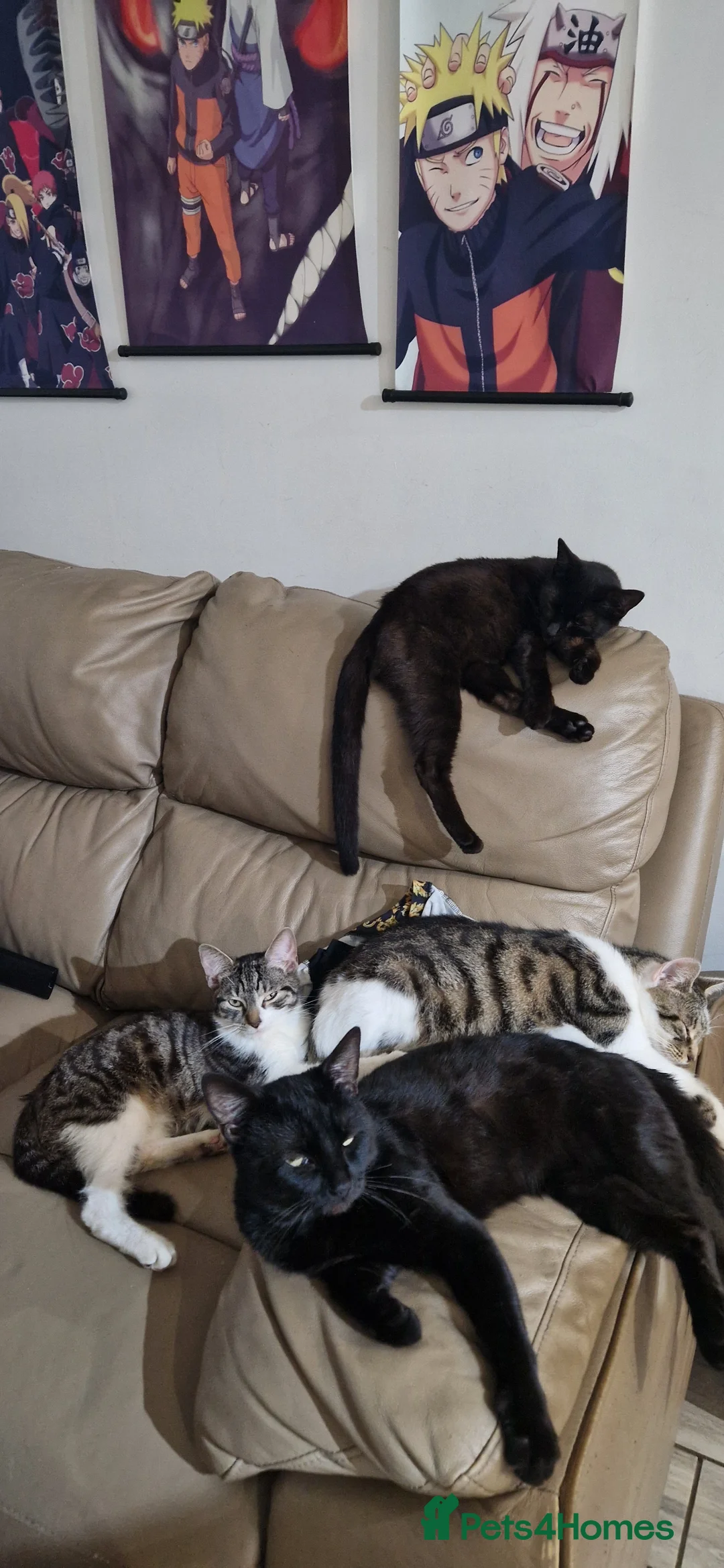 British Shorthair cats for sale: Shorthair  - Advert 1