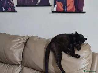 British Shorthair cats Shorthair - Advert 1