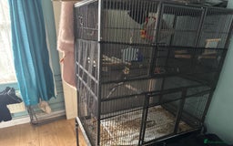 Cockatiels birds for sale: Very talkative cockatiel  - Image 3