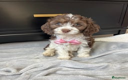 Cavapoo dogs for sale: VERY RARE OUTSTANDING CHOCOLATE CAVAPOOS - Image 3
