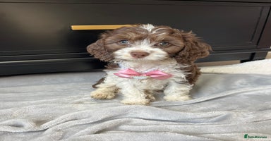 Cavapoo dogs - Advert 3