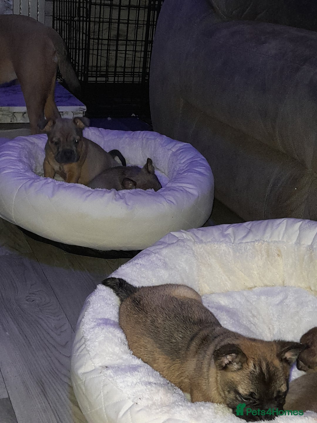Mixed Breed dogs for sale: French bulldog x - Advert 6