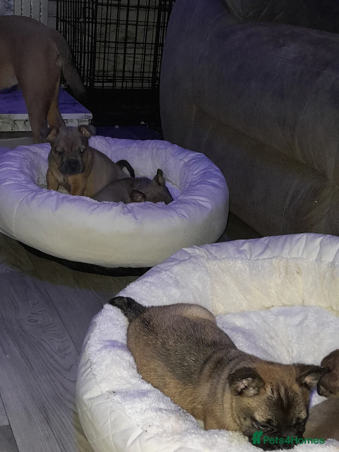 Mixed Breed dogs for sale: French bulldog x - Advert 6