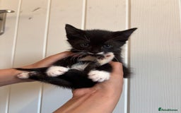 Domestic Shorthair cats for sale: Kittens for Sale  - Image 6