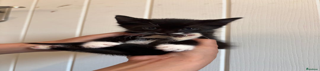 Domestic Shorthair Kitten 4