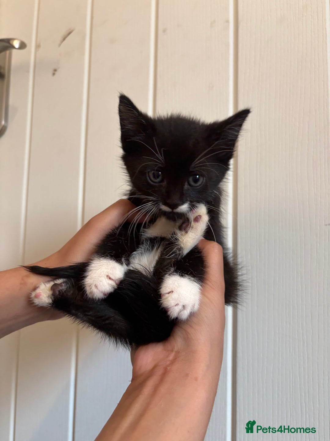 Domestic Shorthair cats for sale: Kittens for Sale  - Image 6