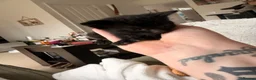 Mixed Breed cats for sale: Black and white female kitten  - Advert 6