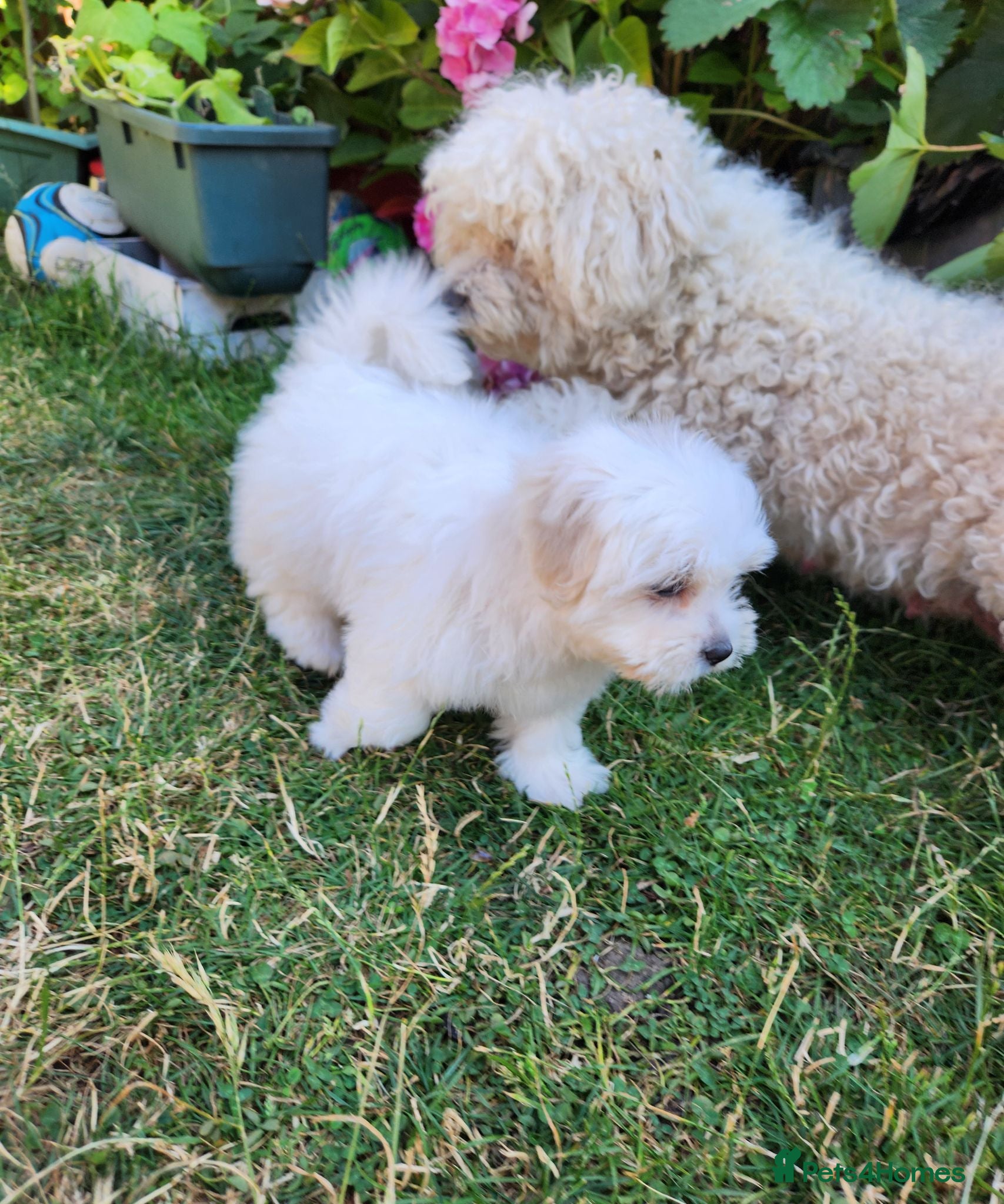 Bichon Frise dogs Bichon maltese for sale - Advert 2