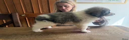 Pyrenean Mountain Dog dogs for sale: Outstanding, KC reg Pyrenean mastiff - Advert 4