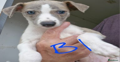 Whippet dogs - Advert 3