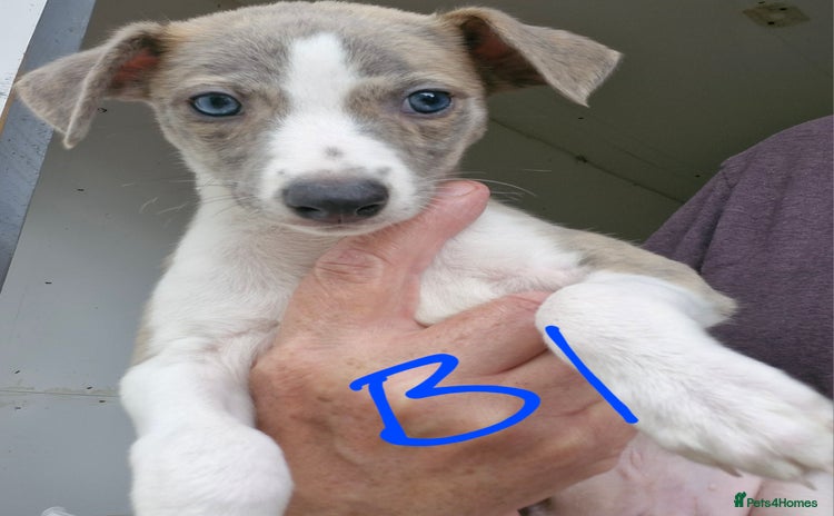 Whippet dogs - Advert 4