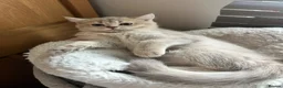 Scottish Fold cats for sale:  Kittens Ready for Their Forever Homes - Advert 8