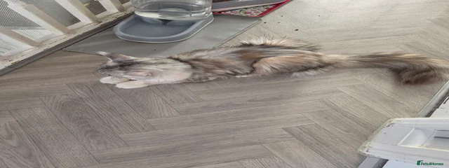 Lulu