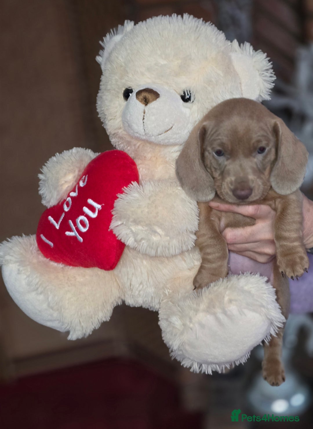 Dachshund dogs for sale: Quality puppies as puppies  have  KC reg papers  - Advert 1