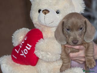 Dachshund dogs Quality puppies as puppies have KC reg papers - Advert 5