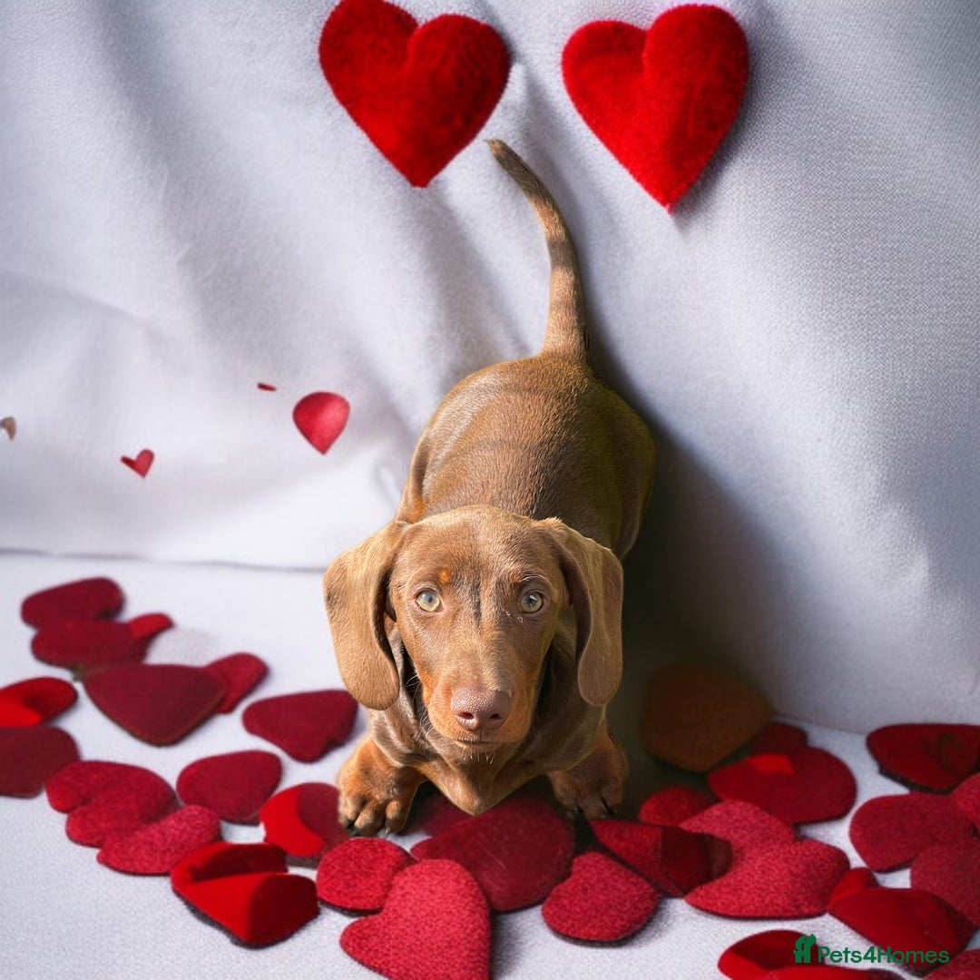 Miniature Dachshund dogs for sale: Beautiful Miniature Dachshuhds available  in Grays - Image 3
