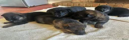German Shepherd dogs for sale: Quality Litter GSD Puppy’s @ Icepack - Advert 6