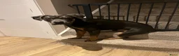Cane Corso dogs for sale: Cane Corso 17 months old in Tamworth - Advert 5