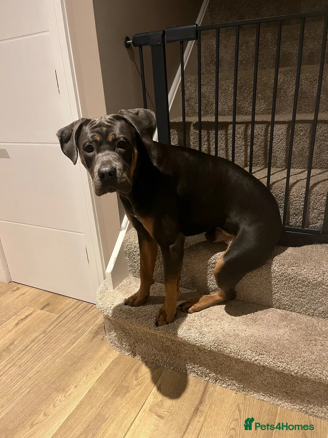 Cane Corso dogs for sale: Cane Corso 17 months old in Tamworth - Advert 5
