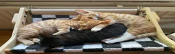 British Shorthair cats for sale: Beautiful kittens ready for loving homes. in London - Advert 11