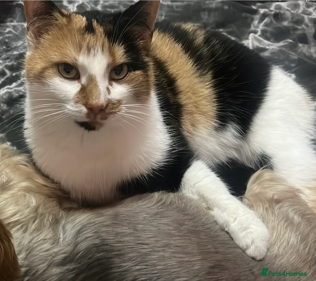 Domestic Shorthair cats for sale: Male kitten ready for his forever home!  - Advert 1