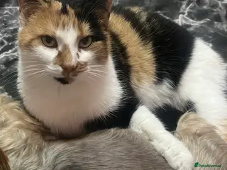 Domestic Shorthair cats Male kitten ready for his forever home! - Advert 3